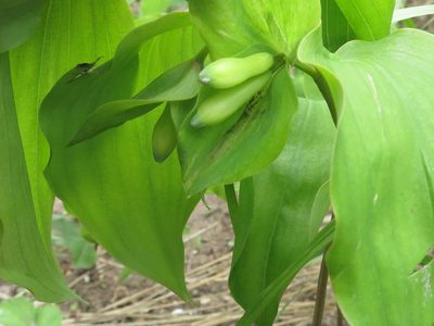 Polygonatum involucratum, photographed by Repina Tatyana