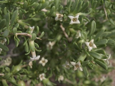 Lycium shockleyi, photographed by Jim Morefield