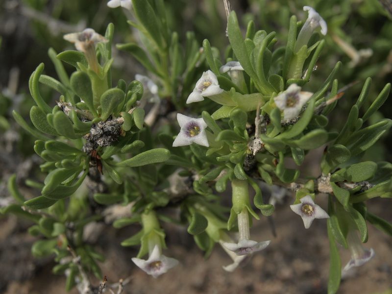 Lycium shockleyi, photographed by Jim Morefield