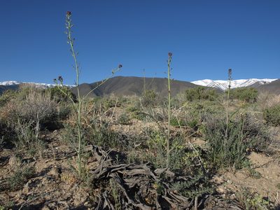 Streptanthus pilosus, photographed by Jim Morefield