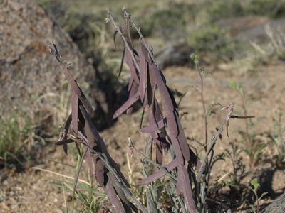 Boechera glaucovalvula, photographed by Jim Morefield