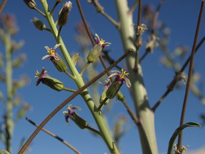 Streptanthus pilosus, photographed by Jim Morefield