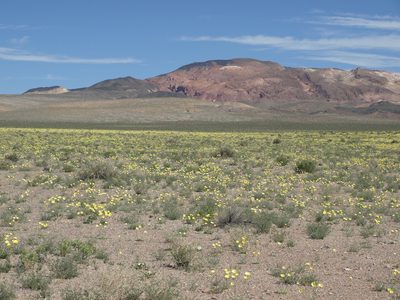 Anisocoma acaulis, photographed by Jim Morefield