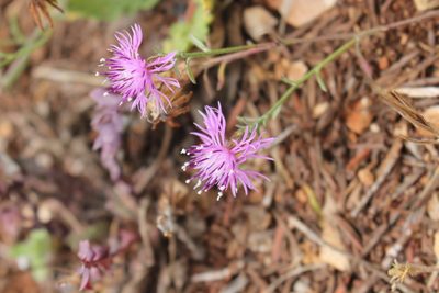 Centaurea paniculata, photographed by Fabien Piednoir