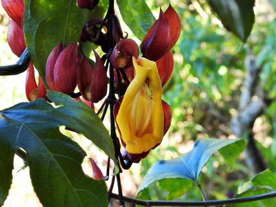 Thunbergia mysorensis, photographed by amantedarmanin