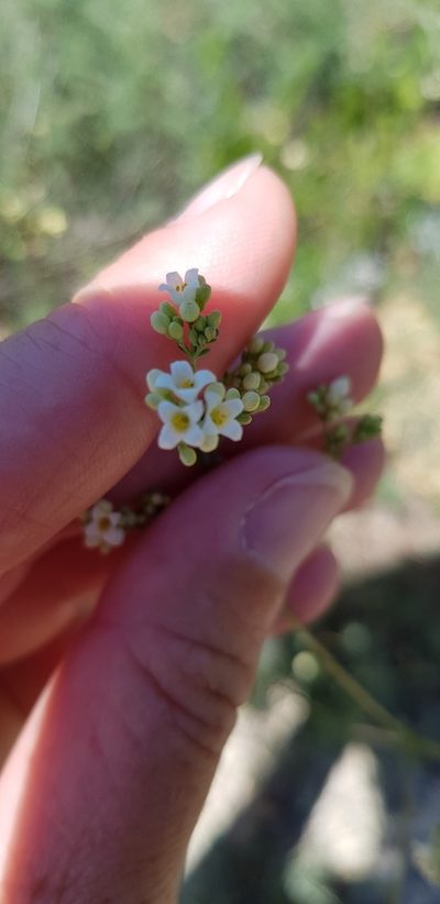 Galium xeroticum, photographed by Татьяна Прозорова
