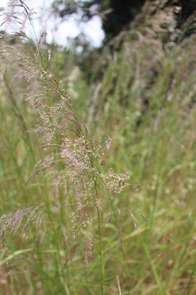 Calamagrostis varia, photographed by Fabien Piednoir