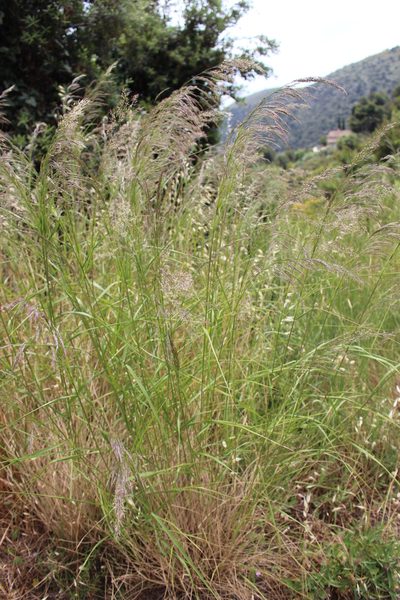 Calamagrostis varia, photographed by Fabien Piednoir