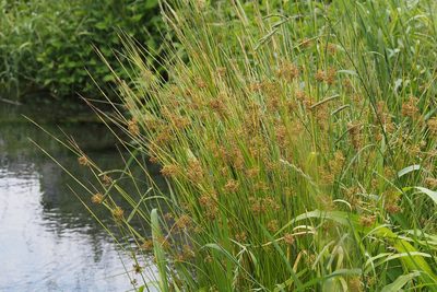 Juncus decipiens, photographed by harum.koh