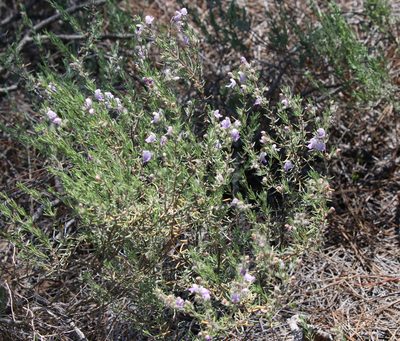 Conradina canescens, photographed by Lauren McLaurin