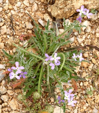 Matthiola parviflora, photographed by Fluff Berger