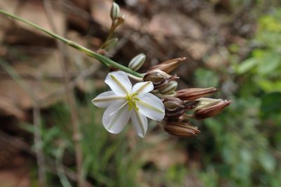 Chlorophytum cooperi, photographed by Jimmy Whatmore