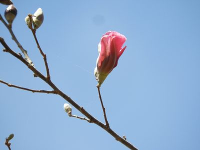 Gossypium aridum, photographed by Francisco Farriols Sarabia