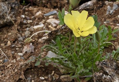 Oenothera primiveris, photographed by Fluff Berger