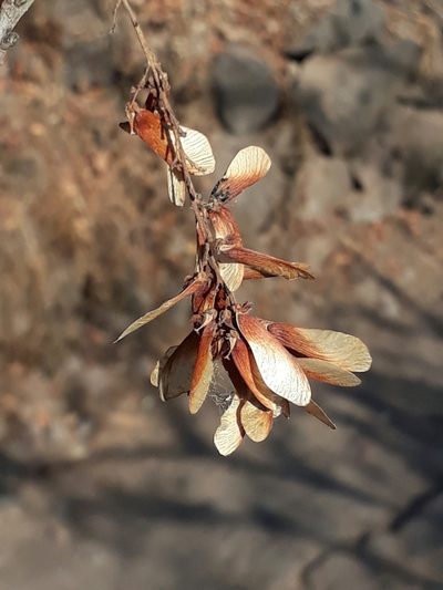 Thouinia acuminata, photographed by Viacheslav Shalisko
