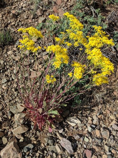 Packera quercetorum, photographed by Rachel Stringham