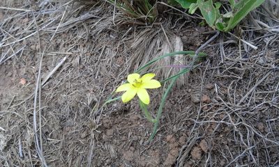 Hypoxis filiformis, photographed by Jimmy Whatmore