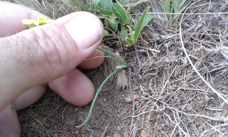 Hypoxis filiformis, photographed by Jimmy Whatmore