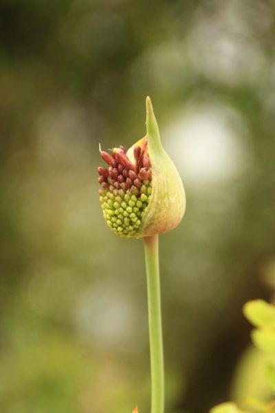 Allium amethystinum, photographed by Sarah Faulwetter