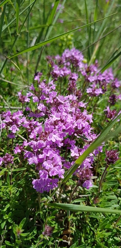 Thymus markhotensis, photographed by Татьяна Прозорова