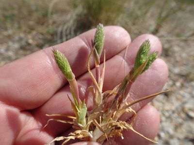Phleum arenarium, photographed by Robert H. Wardell