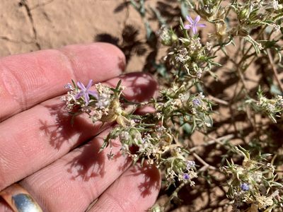 Ipomopsis pumila, photographed by CK2AZ