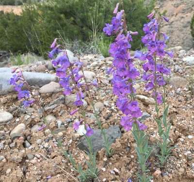 Penstemon secundiflorus, photographed by Roger Rittmaster