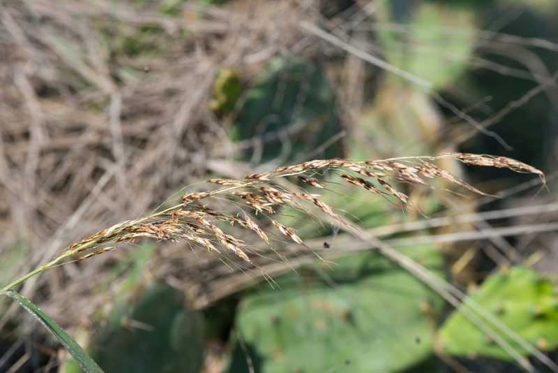 Sorghum nitidum, photographed by Cheng-Tao Lin