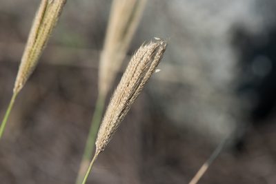 Chloris formosana, photographed by Cheng-Tao Lin