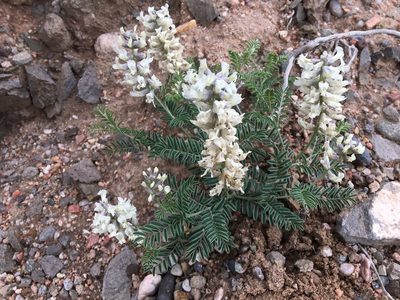 Sophora nuttalliana, photographed by Roger Rittmaster