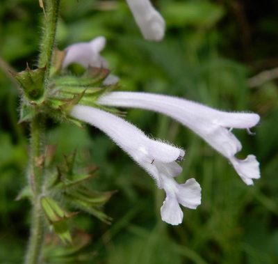 Salvia scabra, photographed by Henry de Lange
