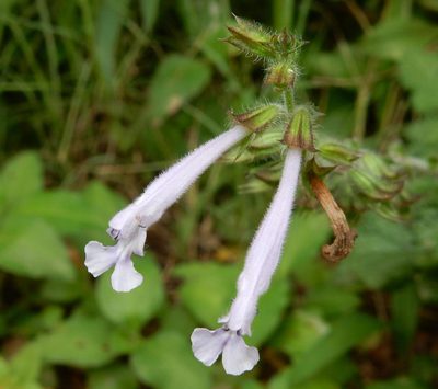 Salvia scabra, photographed by Henry de Lange