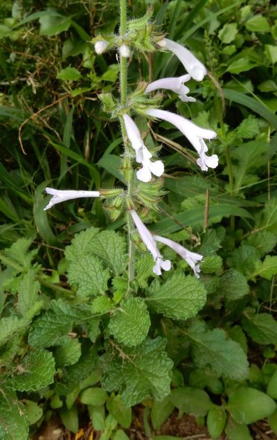Salvia scabra, photographed by Henry de Lange