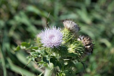 Cirsium brevicaule, photographed by Cheng-Tao Lin