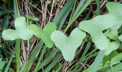 Dioscorea sylvatica, photographed by Henry de Lange