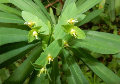 Euphorbia kraussiana, photographed by Henry de Lange