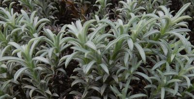 Achyranthemum sordescens, photographed by Henry de Lange