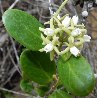 Cynanchum natalitium, photographed by Henry de Lange