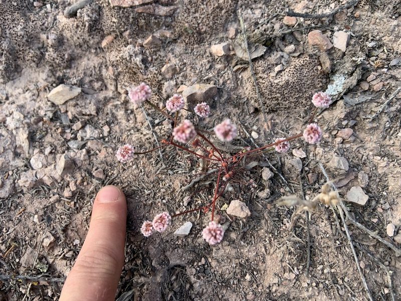 Eriogonum nortonii, photographed by Miriam Sachs Martin