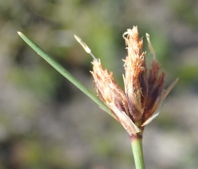 Ficinia laciniata, photographed by Nicola van Berkel