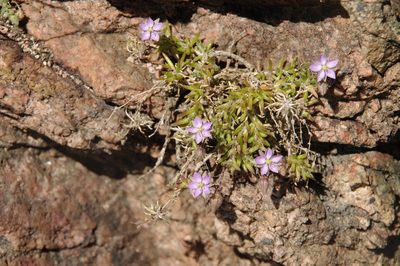 Spergularia rupicola, photographed by Eric Knight
