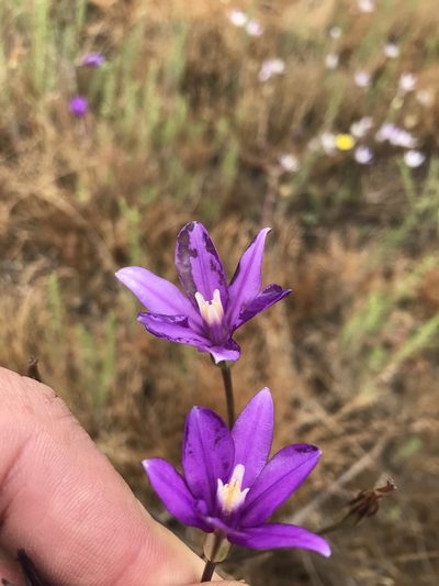 Brodiaea appendiculata, photographed by Scott Yarger