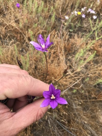 Brodiaea appendiculata, photographed by Scott Yarger