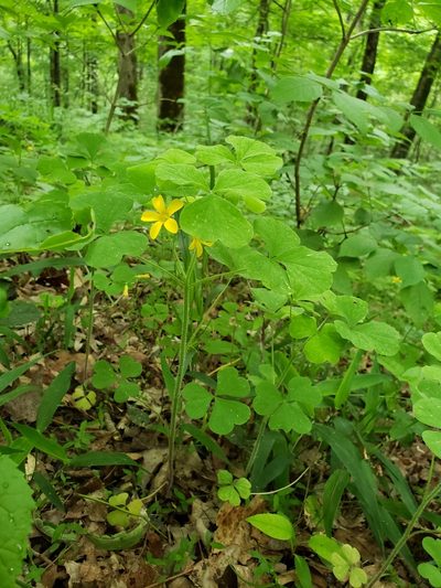 Oxalis illinoensis, photographed by Clare Bledsoe