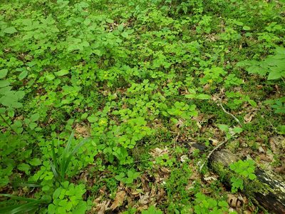 Oxalis illinoensis, photographed by Clare Bledsoe