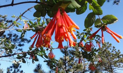 Lonicera pilosa, photographed by Alejandro Sigala Chávez