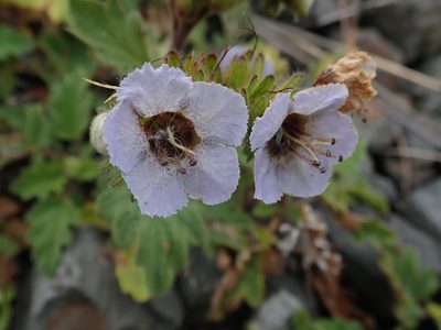 Phacelia bolanderi, photographed by joergmlpts