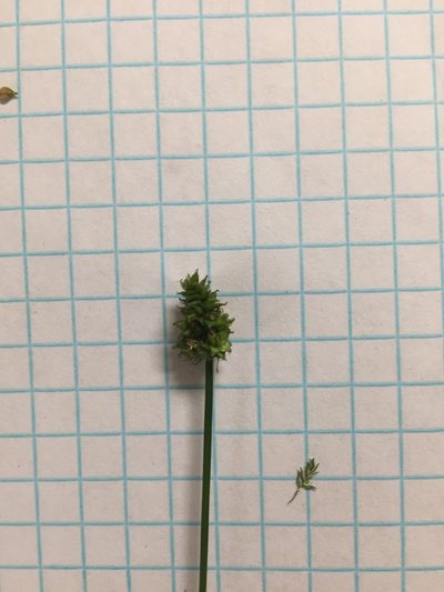 Carex leavenworthii, photographed by John Kees