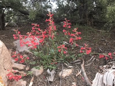 Penstemon utahensis, photographed by Robbie Hannawacker