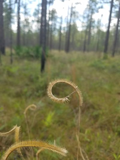 Ctenium floridanum, photographed by Scott Ward